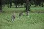 our first roo sighting