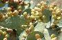 cactus cluster on naxos