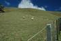 the many sheep of new zealand