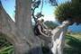 cool tree