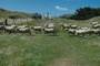 herding the sheep