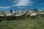 more sheep